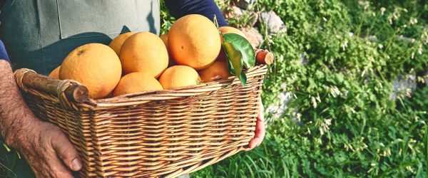 man-farmer-carrying-basket-with-ripe-organic-citru-2022-09-01-02-09-44-utc-1.jpg